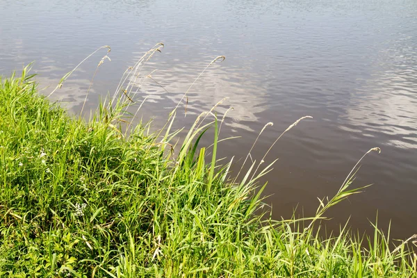 Riverside adlı büyüyen Reed