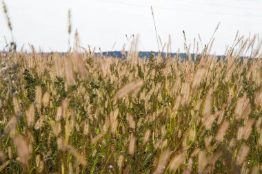 Biraz Blooming çimen 