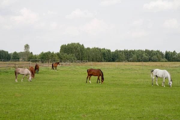 Koně Pastvině — Stock fotografie