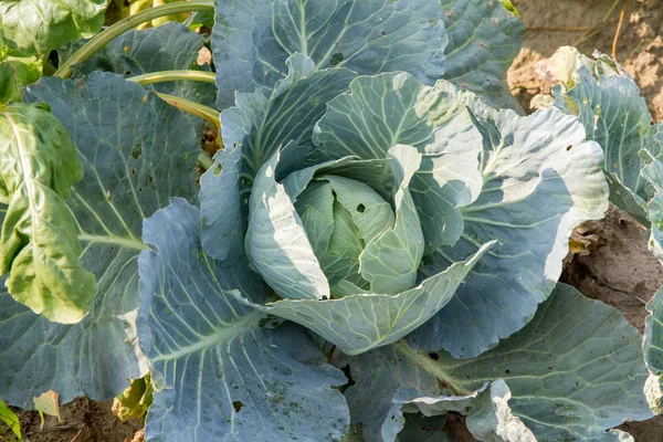 Cavolo in un giardino — Foto Stock