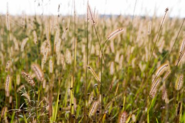 Biraz Blooming çimen 