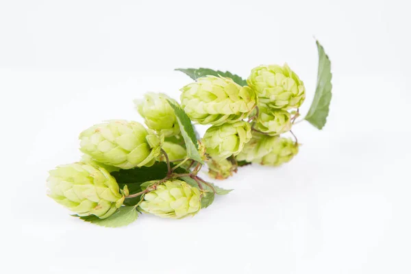Flowers of the hop plant