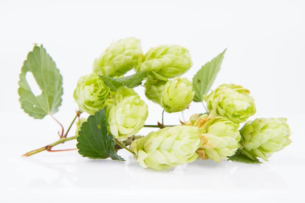 Flowers of the hop plant — Stock Photo, Image