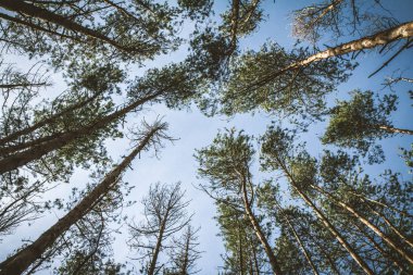 Orman ve mavi gökyüzü