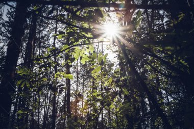 Güneş parlıyor ile orman