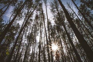 Güneş parlıyor ile orman