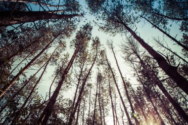 Orman ve mavi gökyüzü