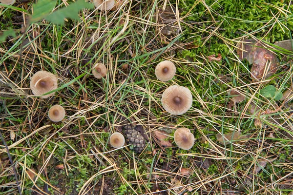 Pholiotina rugosa cogumelos — Fotografia de Stock