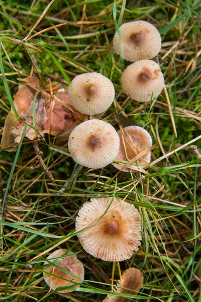Pholiotina rugosa cogumelos — Fotografia de Stock