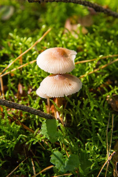 Pholiotina rugosa mushrooms — Stock Photo, Image