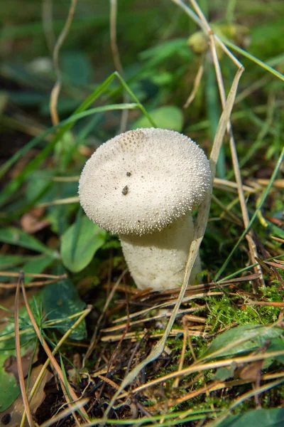 Ortak kurtmantarı mantar — Stok fotoğraf