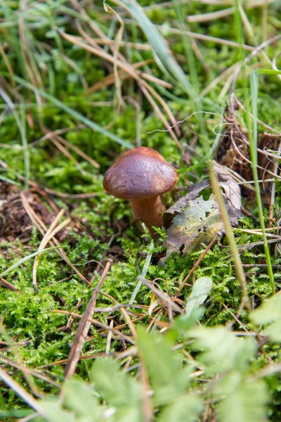 O cogumelo Xerocomus — Fotografia de Stock