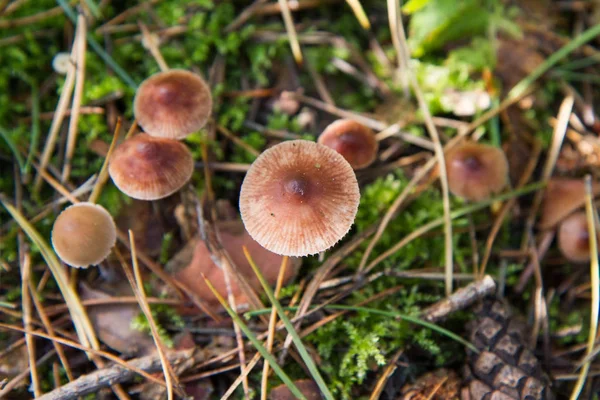 Pholiotina 玫瑰蘑菇 — 图库照片