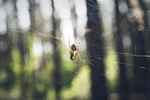 Păianjen pe web — Fotografie, imagine de stoc