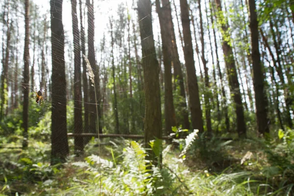 Ağ üzerinde bir örümcek