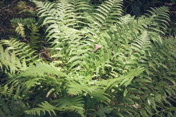 Fern in close-up — Stockfoto