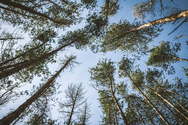 Bosque y cielo azul — Foto de Stock