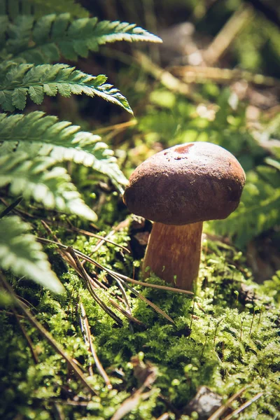 O cogumelo Xerocomus — Fotografia de Stock