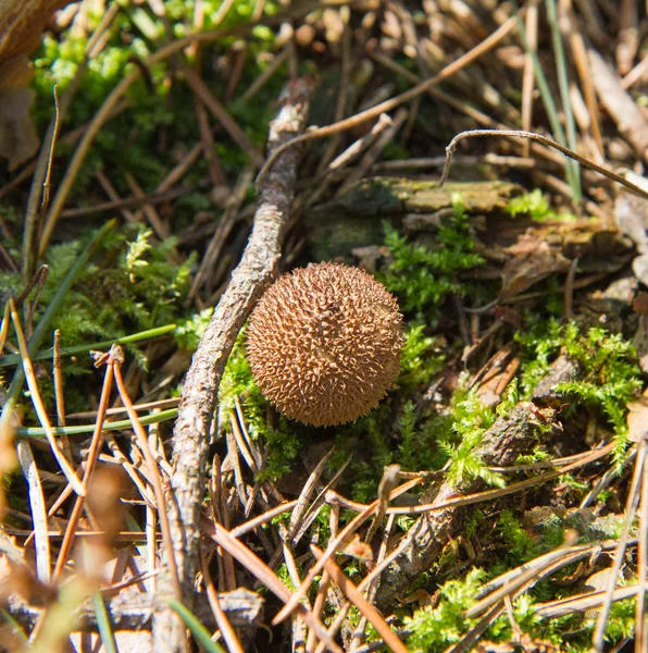常见的马勃菌蘑菇 — 图库照片