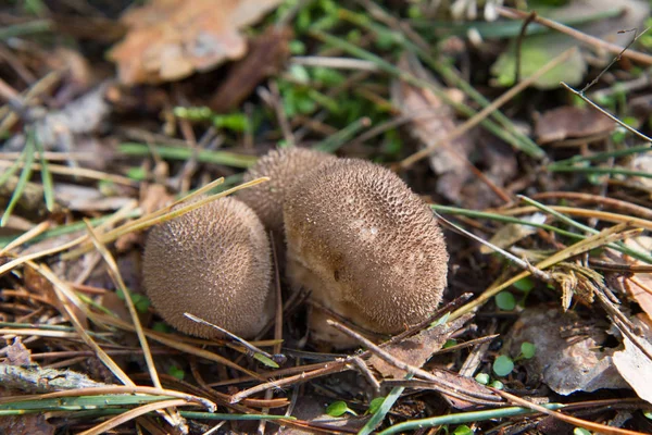 Cogumelo puffball comum — Fotografia de Stock