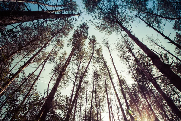 Orman ve mavi gökyüzü