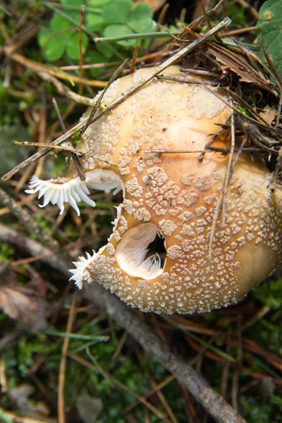 豹章蘑菇 — 图库照片
