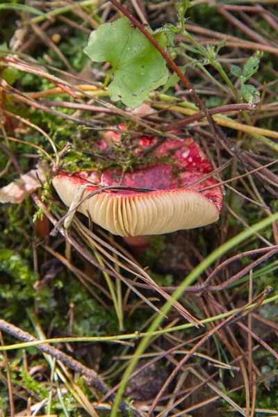 The sickener mushroom — Stock Photo, Image