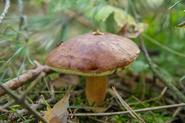 Der Suillus-Pilz — Stockfoto