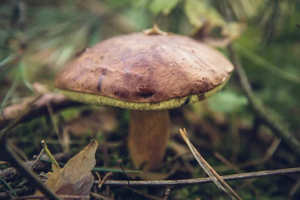 O cogumelo Suillus — Fotografia de Stock