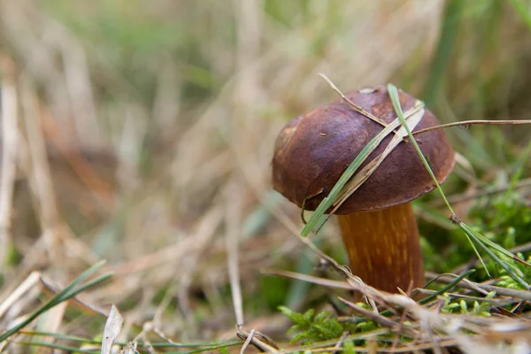 O cogumelo Xerocomus — Fotografia de Stock