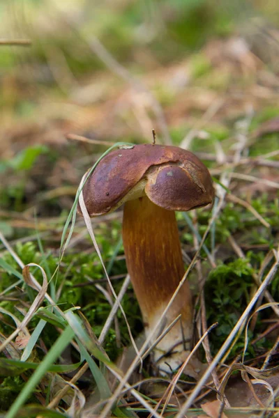 O cogumelo Xerocomus — Fotografia de Stock
