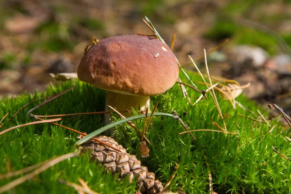 O cogumelo Xerocomus — Fotografia de Stock