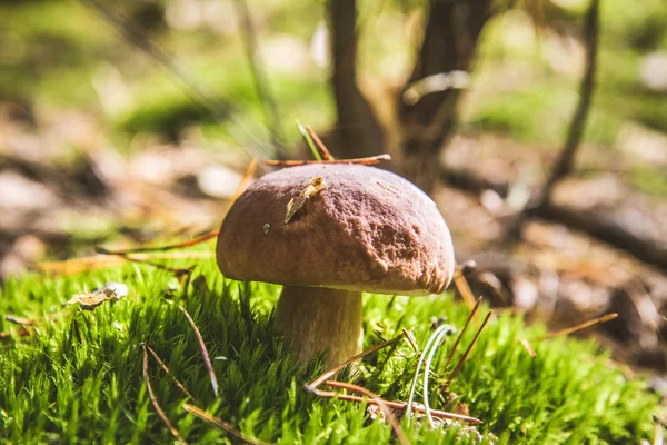 O cogumelo Xerocomus — Fotografia de Stock