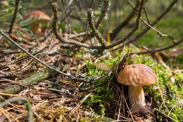 Pilze: der Steinpilz — Stockfoto