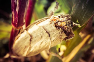  Mısır mısır koçanı 