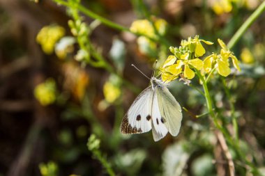 Büyük beyaz kelebek