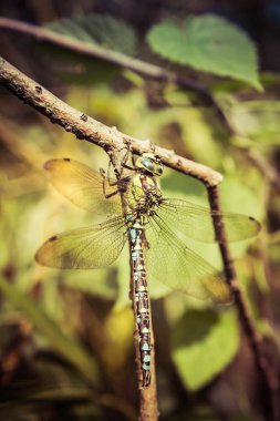 Aeshnidae (hawker) yusufçuk 
