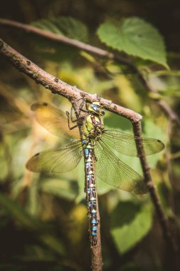 Aeshnidae (hawker) yusufçuk 