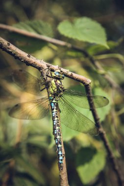 Aeshnidae (hawker) yusufçuk 
