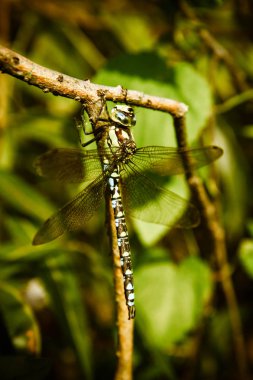 Aeshnidae (hawker) yusufçuk 