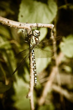 Aeshnidae (hawker) yusufçuk 