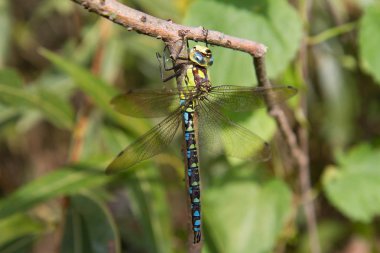 Aeshnidae (hawker) yusufçuk 
