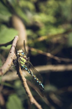 Aeshnidae (hawker) yusufçuk 