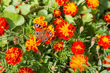 Avrupa tavuskuşu kelebek