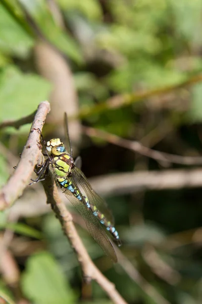 Aeshnidae (ястреб) dragonfly — стоковое фото