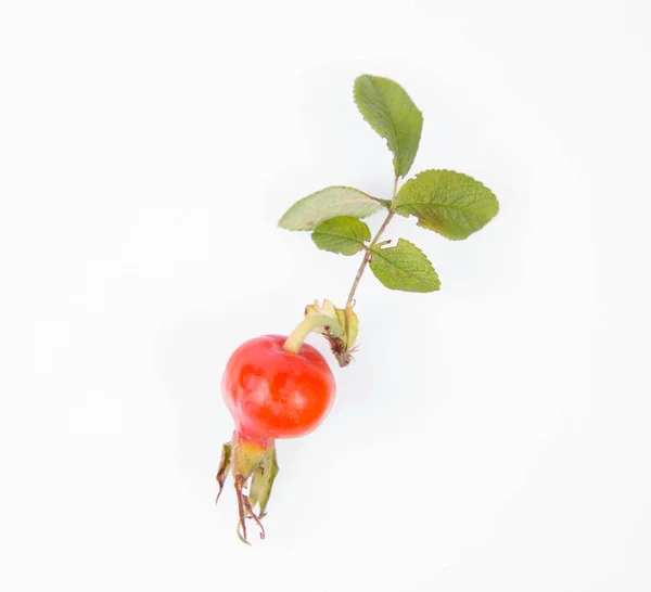 Dog rose hip — Zdjęcie stockowe