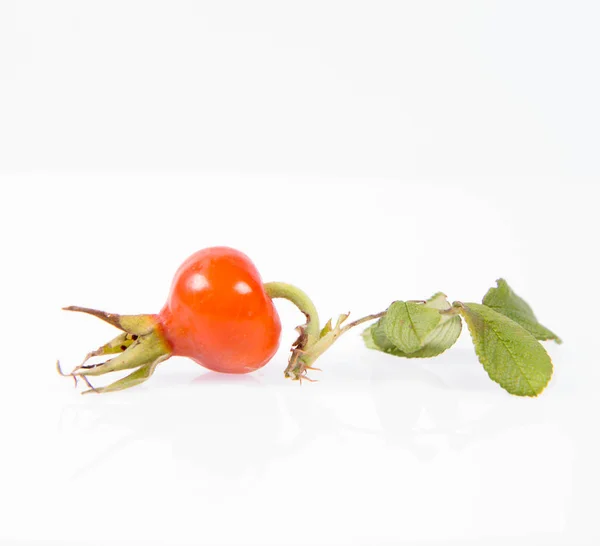 Dog rose hip — Zdjęcie stockowe