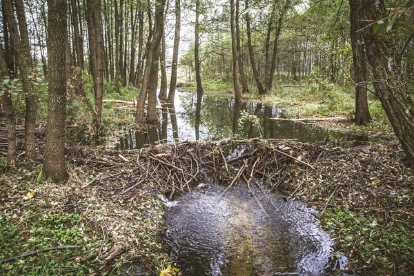 Een Stroom Een Forest — Stockfoto