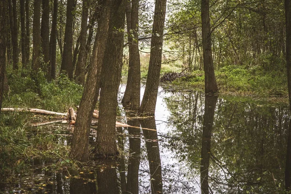 Riacho Uma Floresta — Fotografia de Stock