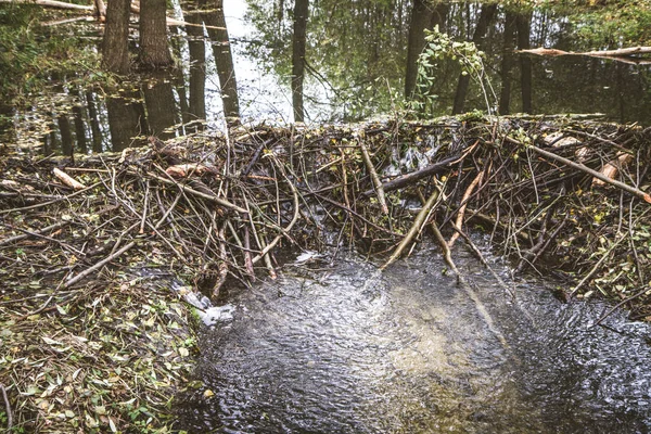 Ruisseau Dans Une Forêt — Photo